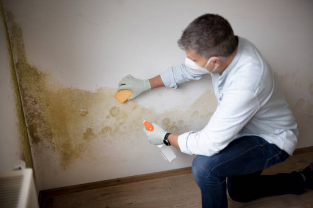 Best Asbestos and Lead Testing During Mold Inspection  in Monterey, TN