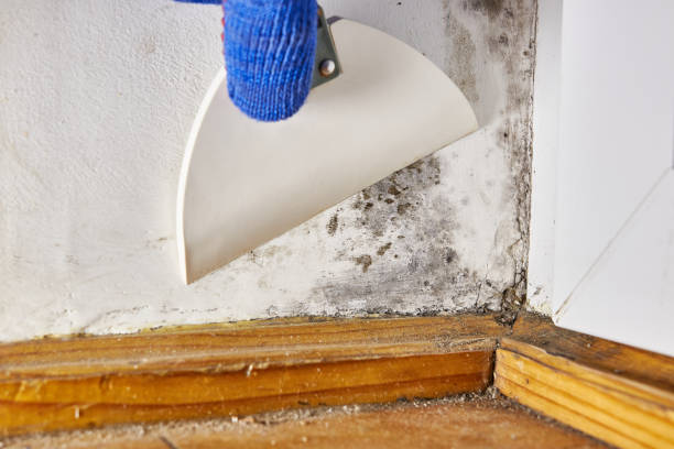 Best Dehumidification Services  in Monterey, TN